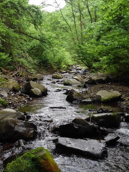 渓流ミノーイングで尺イワナ２本